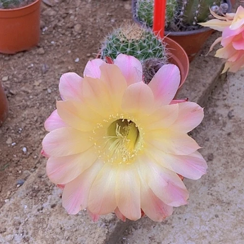 安**空仙人掌彩草A041