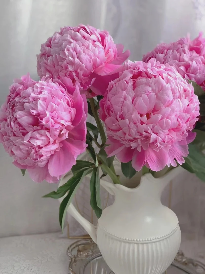 （定制精选）艾莉芍药鲜花5支--收到花第一时间醒花哟