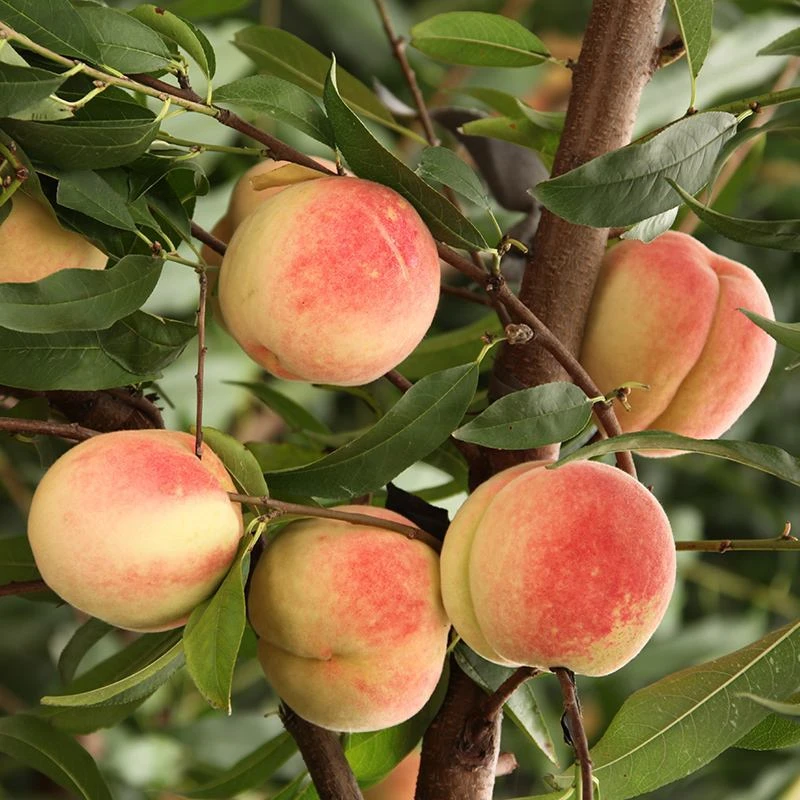 【陕西脆脆桃】【不甜包赔】新鲜水蜜桃冬桃斤水果应季超甜脆桃大毛桃