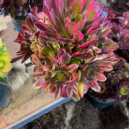 红袖8.99加急发明天早上