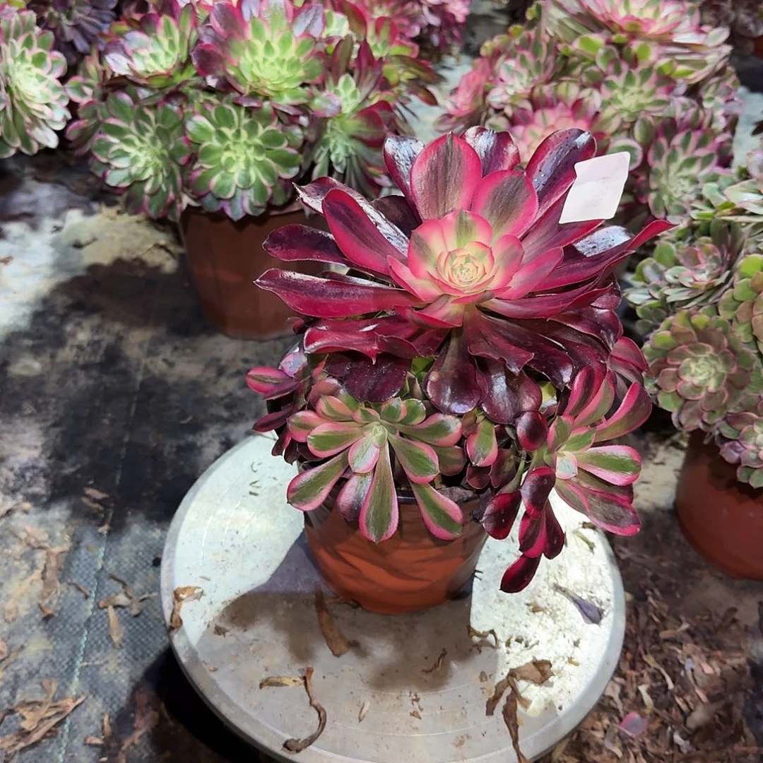 多肉植物美杜莎649