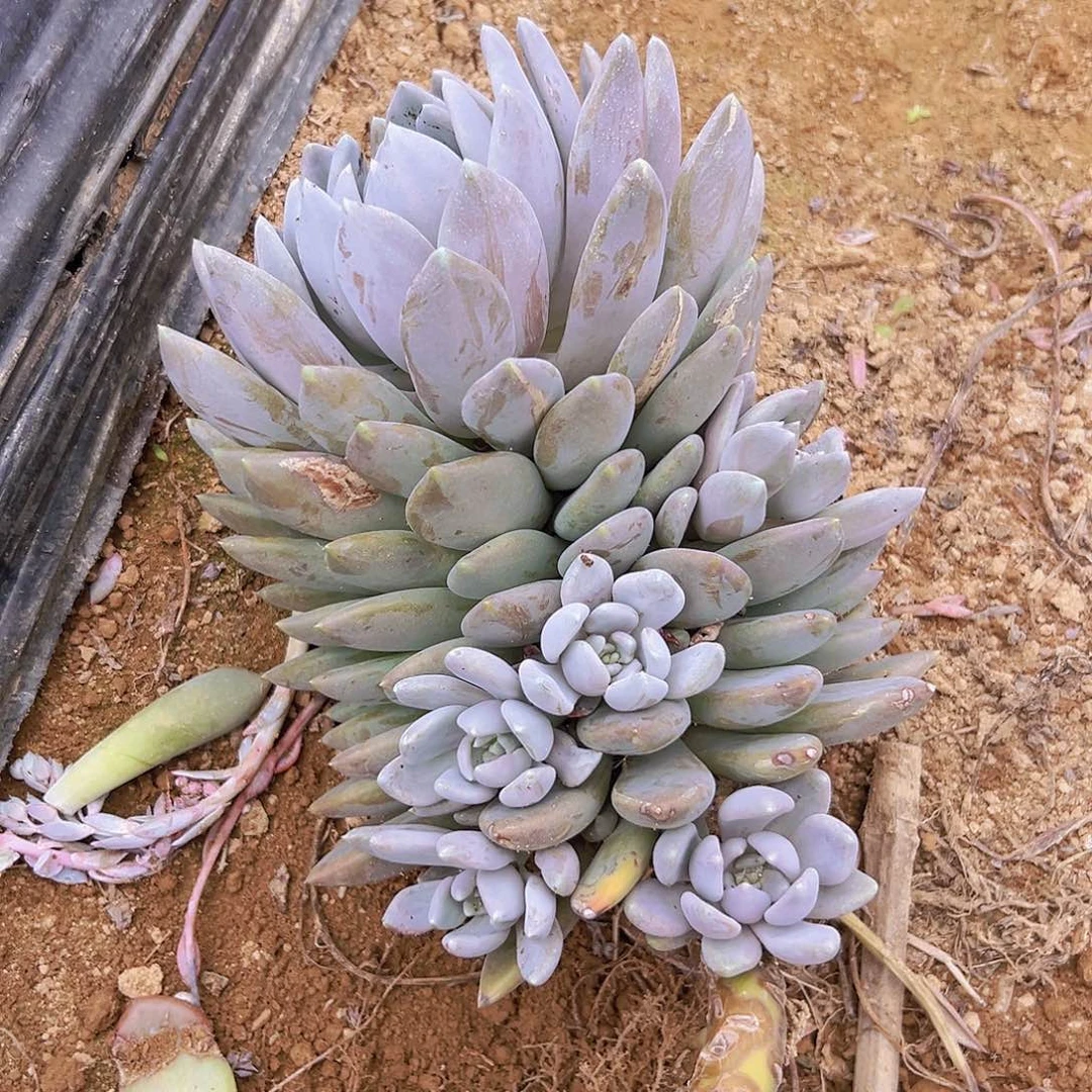 胖美人一大个基地直发