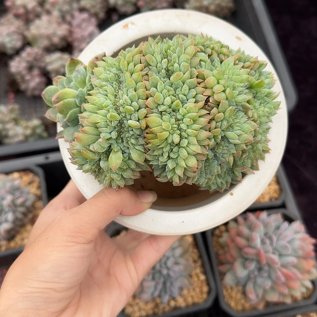 冰魄缀化一物一拍盘龙