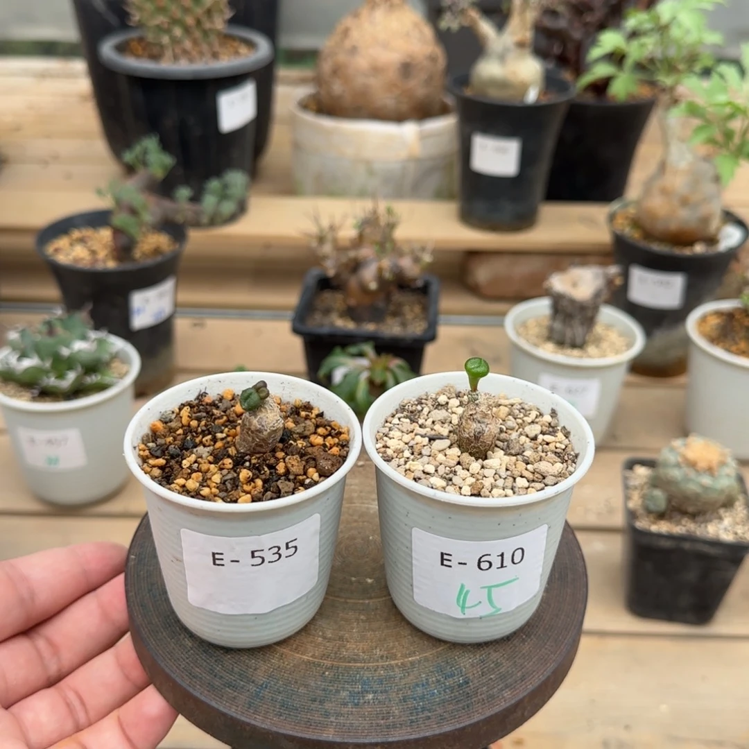 欧宝奇峰锦块根植物