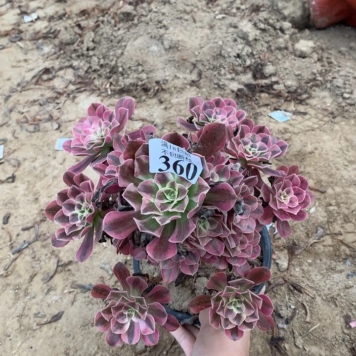 360美杜莎手捧3号