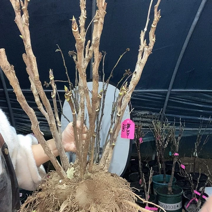 完全开放用****9旭港