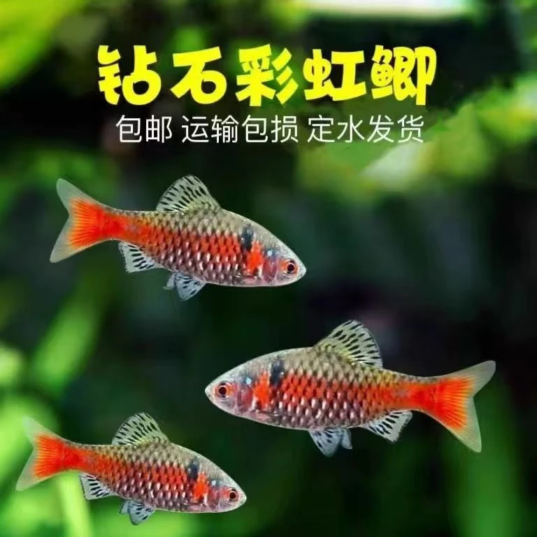 钻石补差价专用链接