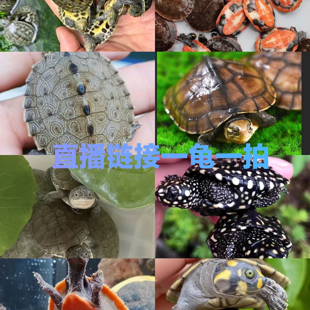 乌龟活物小乌龟超萌好物，收到货请拍完整360度不间断开箱视频