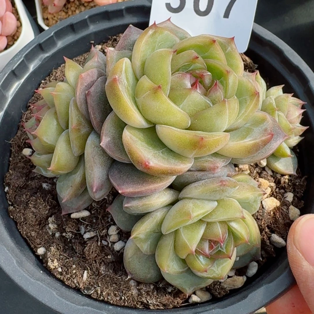 蓝水鬼珍妮群生         精品多肉