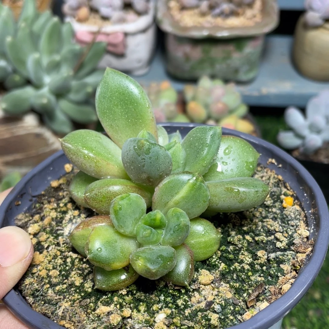 谁***堡红象牙锦多肉植物