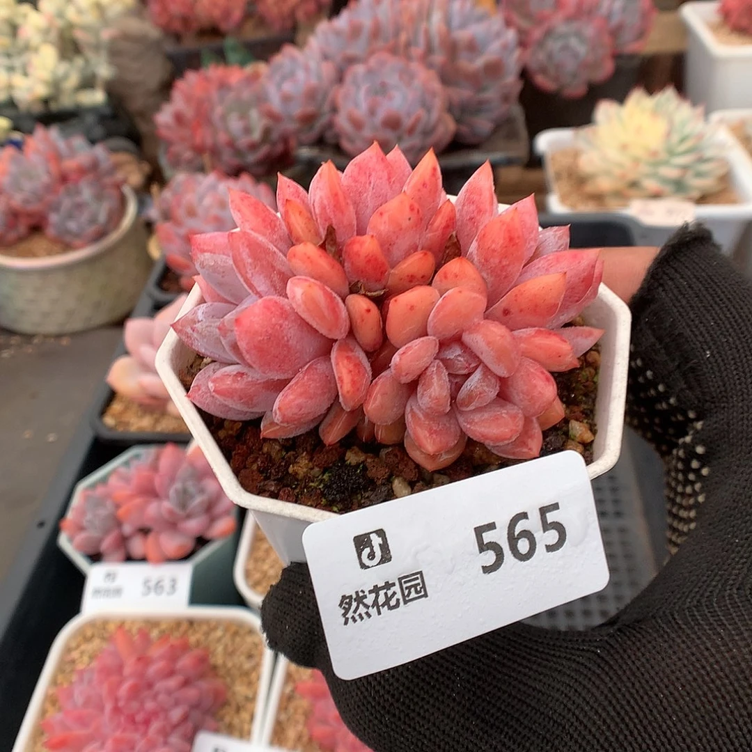 565雪天使多肉植物6666