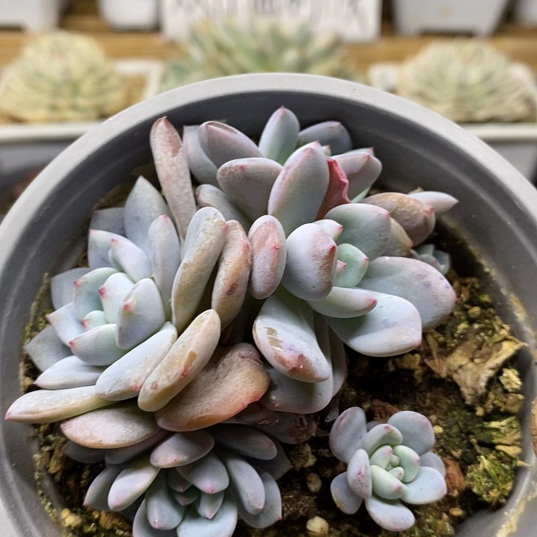 0490 福利橙梦露 不售后