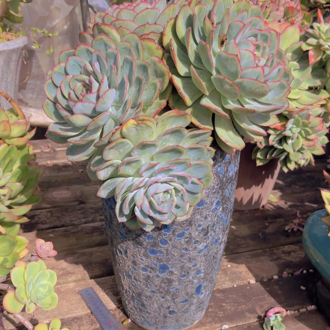 离***离多肉植物组合盆栽植物