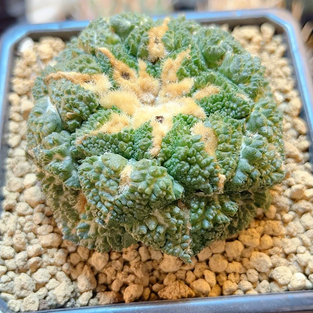 晚10号自根哥斯拉龟甲牡丹8.8公分