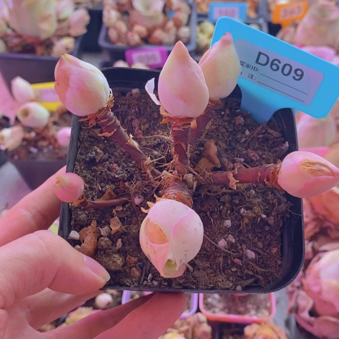 真***，山地玫瑰一物一拍609