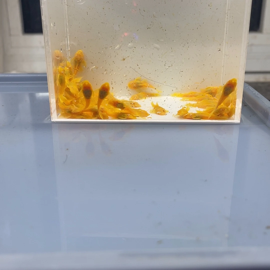 清道夫鱼小胡子50条