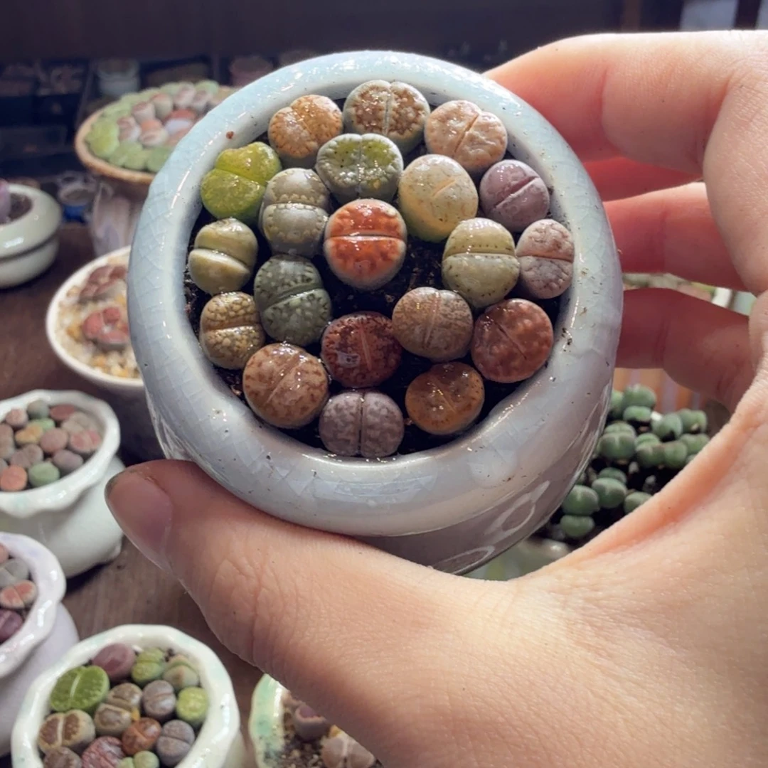 亲***豆多肉葡萄的季节性好835