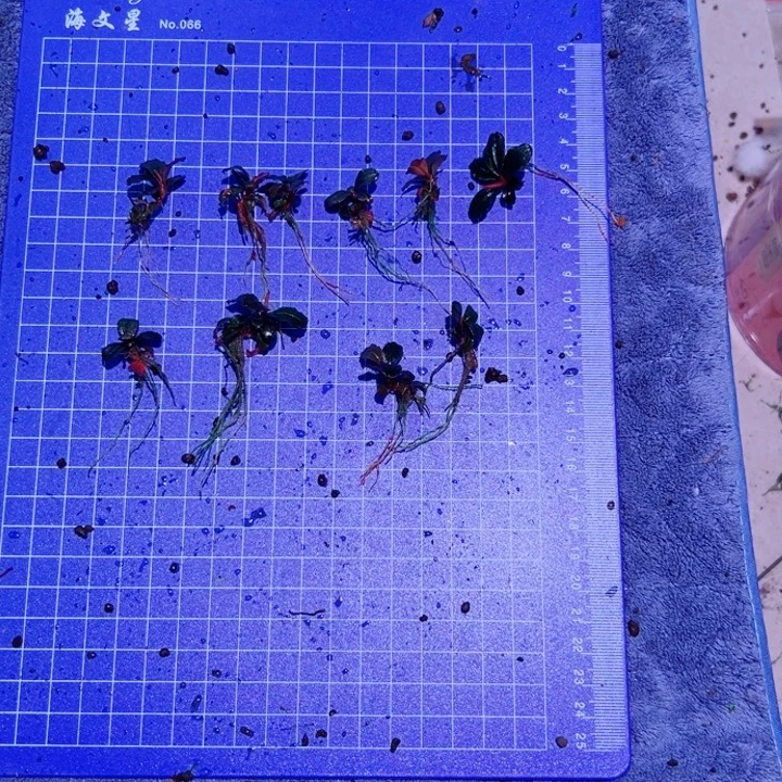 无花朵福利辣椒野猪王