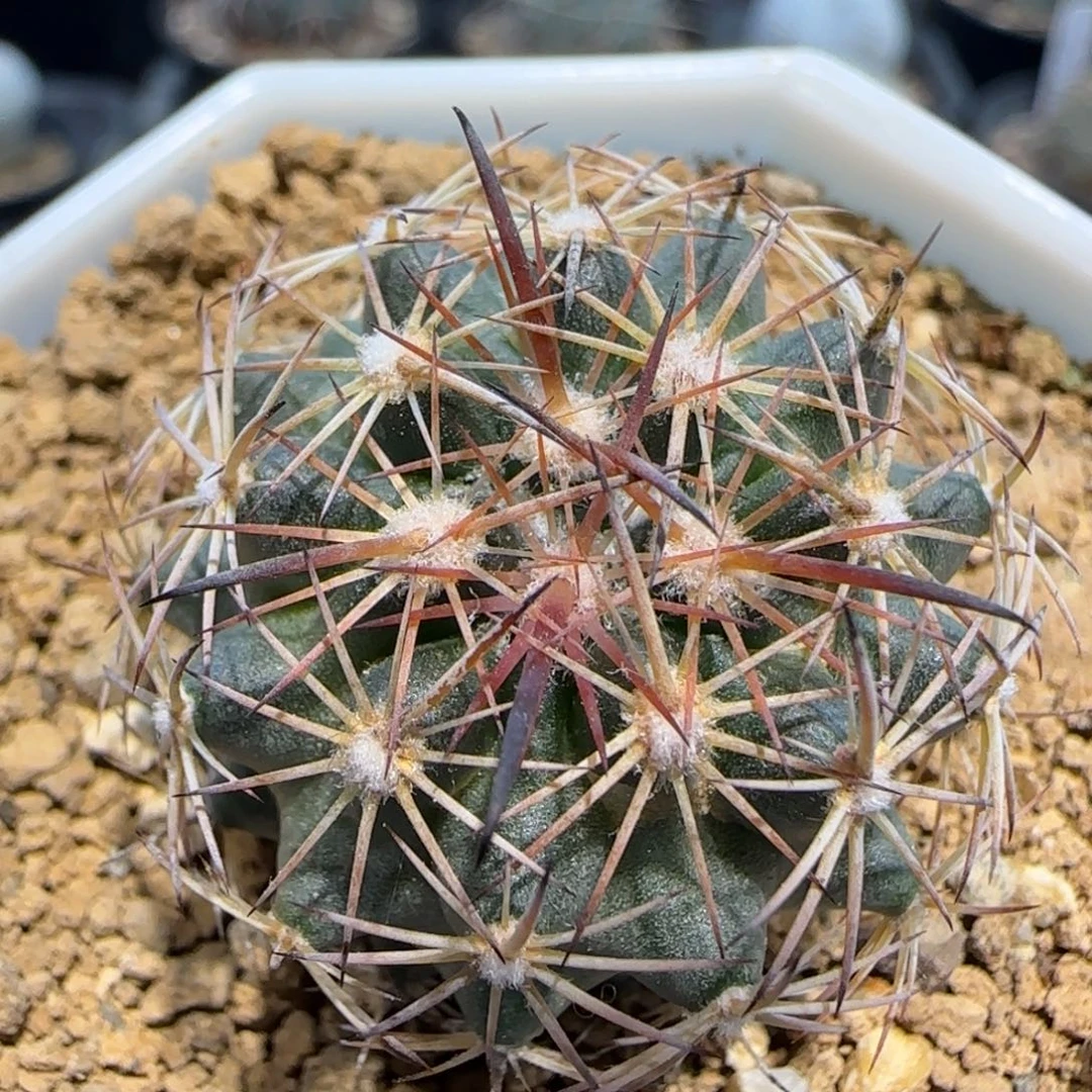 07实生虎爪玉多肉3厘米