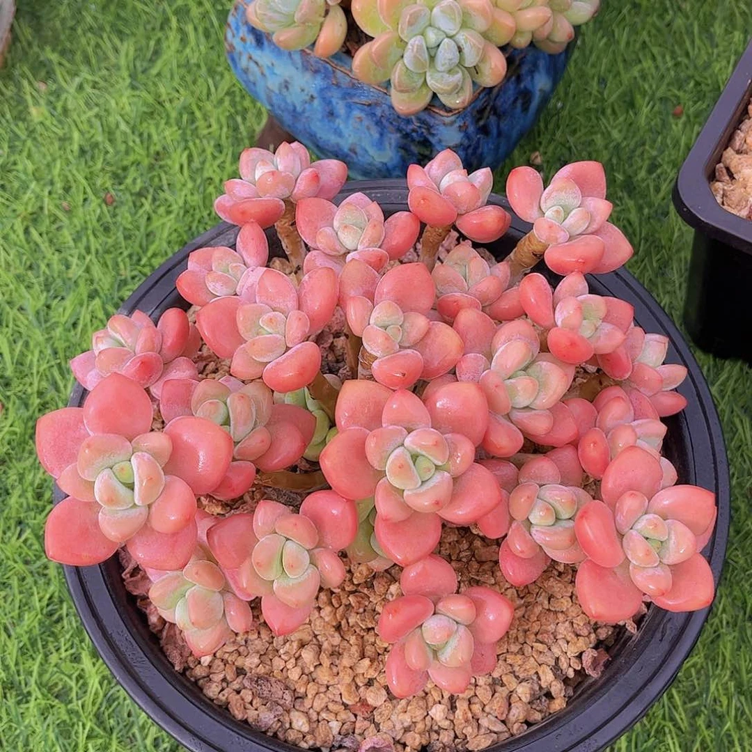 韩版樱花粉洛神多肉