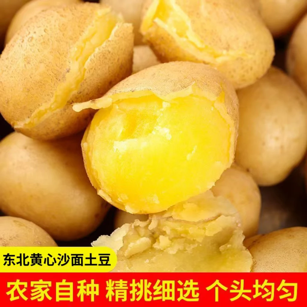【黄皮沙糯土豆】25年东北黑土地沙糯土豆现采现发粉糯沙软黄心土豆