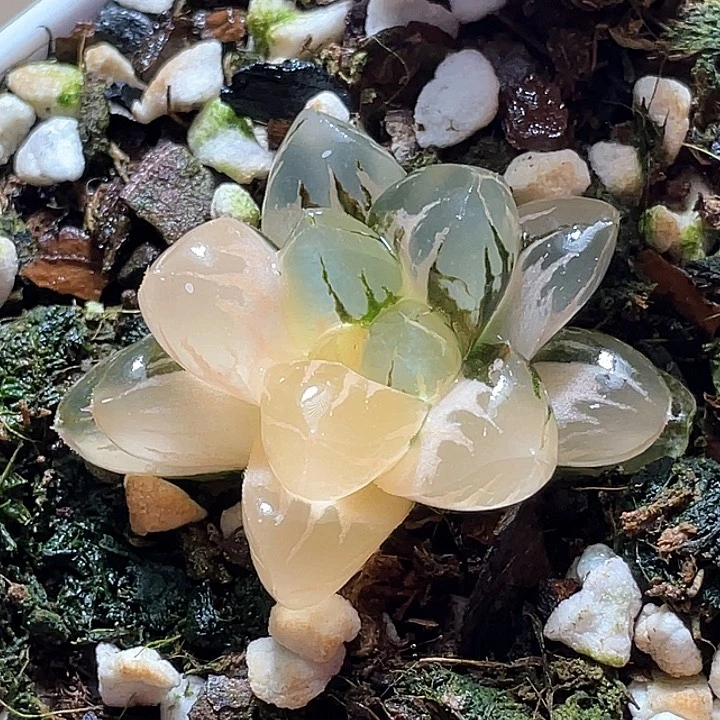 998北极锦yi wu yi pai