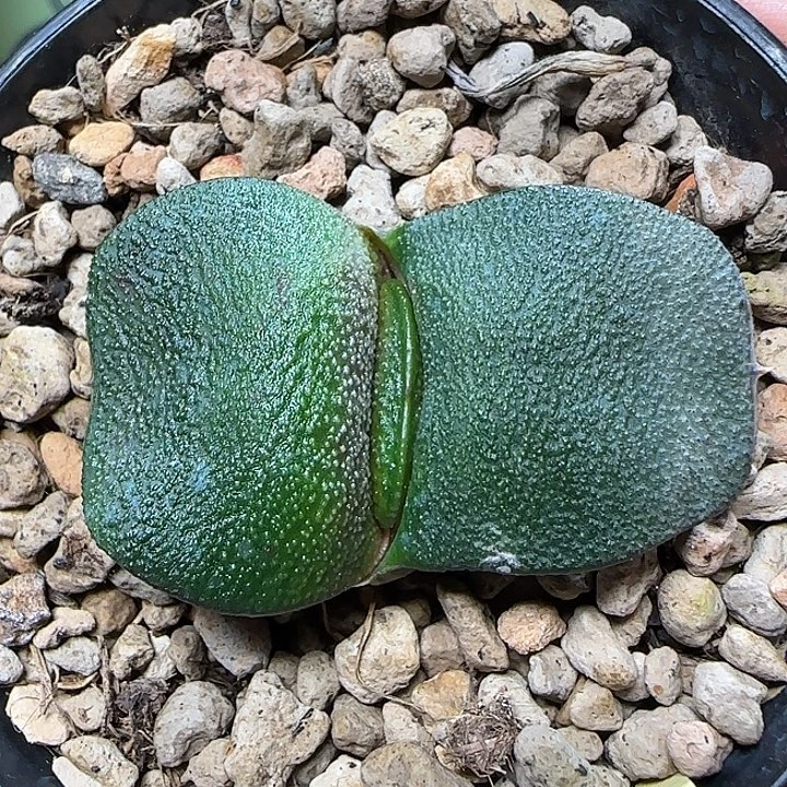 大宽短厚叶卧牛亚成