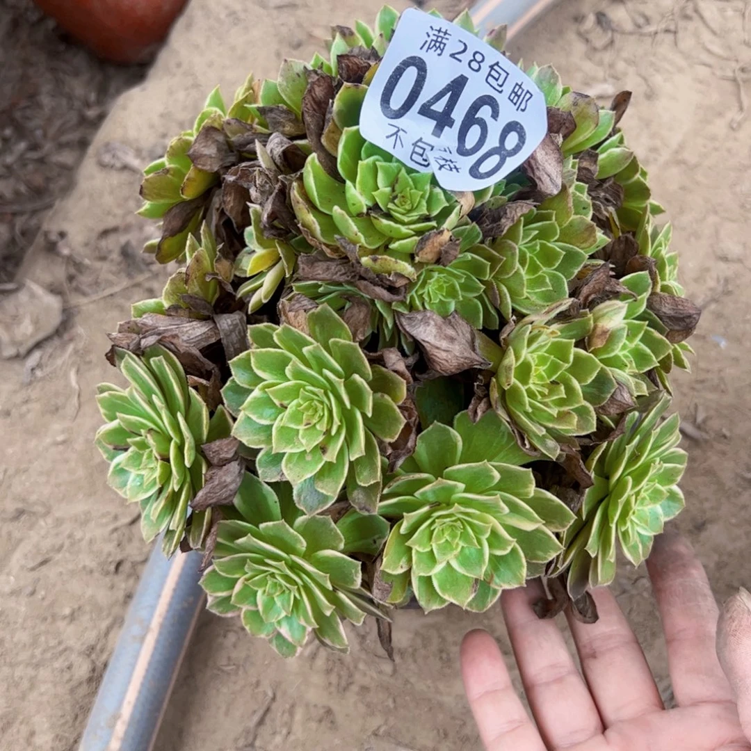 @***子水蜜桃多肉植物0468