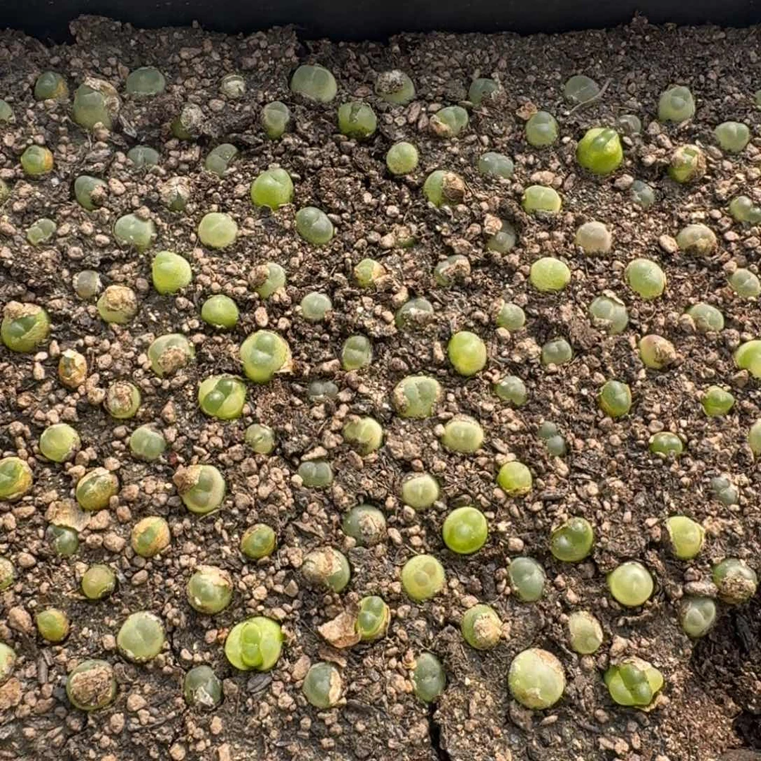 拉登福利三个随机发