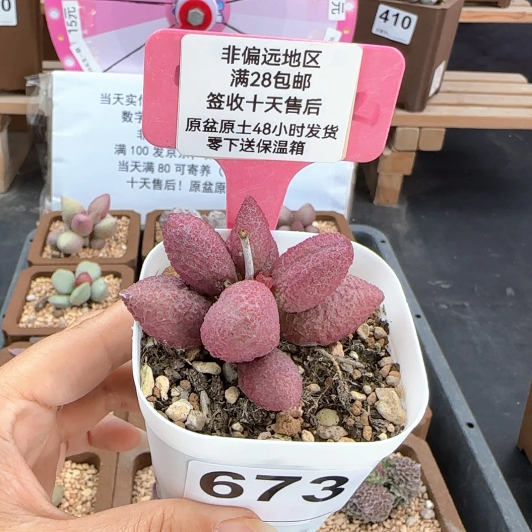 673糖果多肉植物