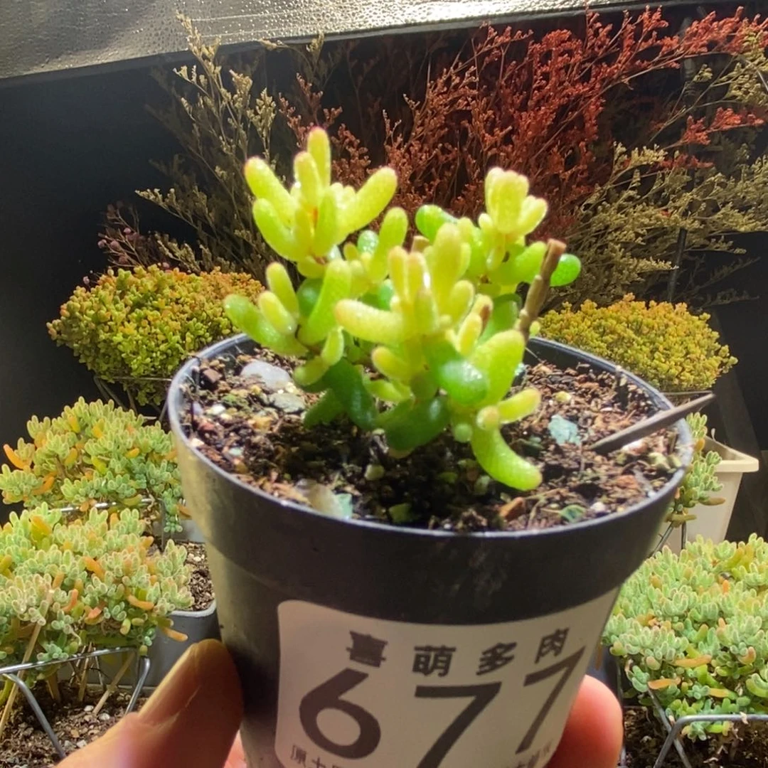 糖球粉锦677枝干