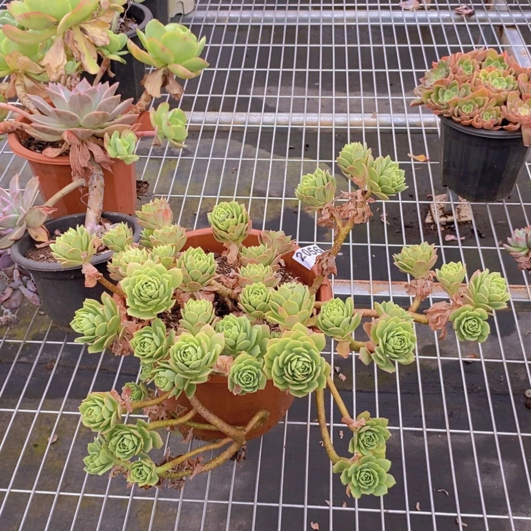 2056蔷薇玫瑰一物一拍