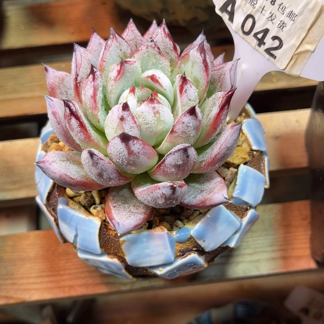 卡杂duoyijunvlvkuku