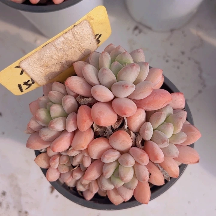 健健康康平平安安