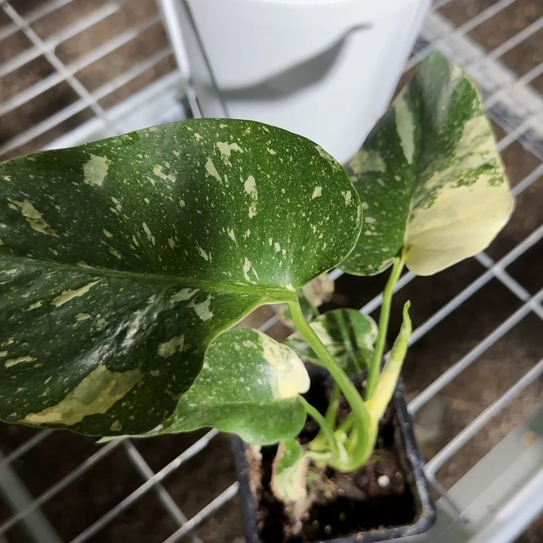 全部花朵?****Y洒金龟背竹一物一拍