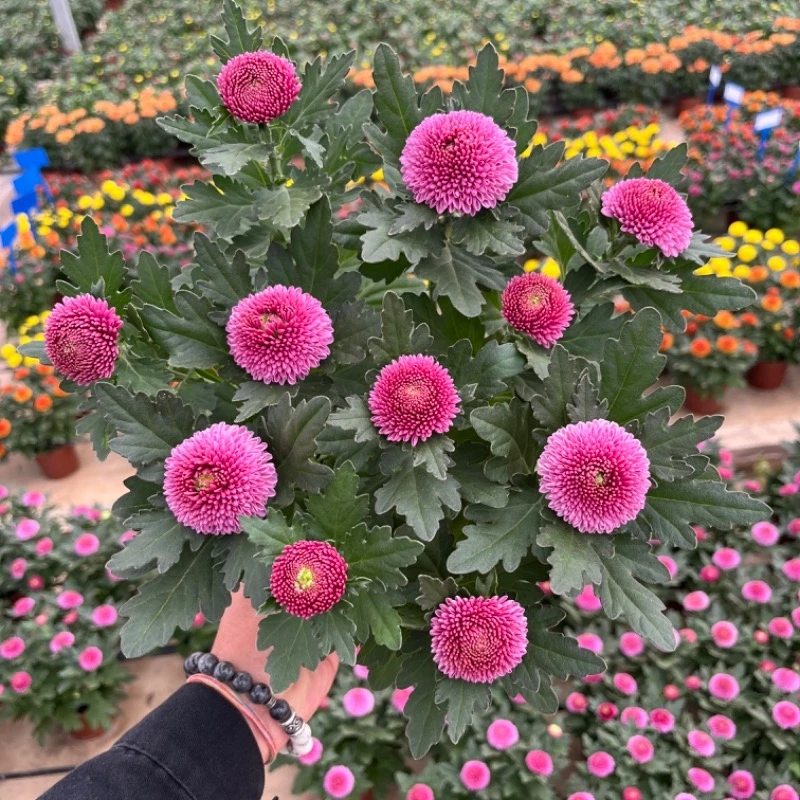 七彩乒乓球菊四季开花菊花带花盆栽花卉庭院阳台好养室内绿植