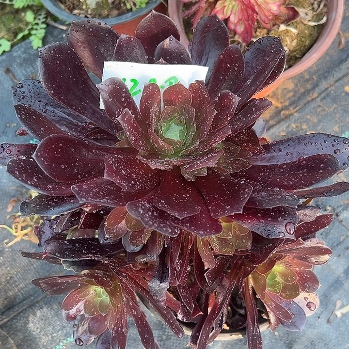 欧紫1240法师多肉