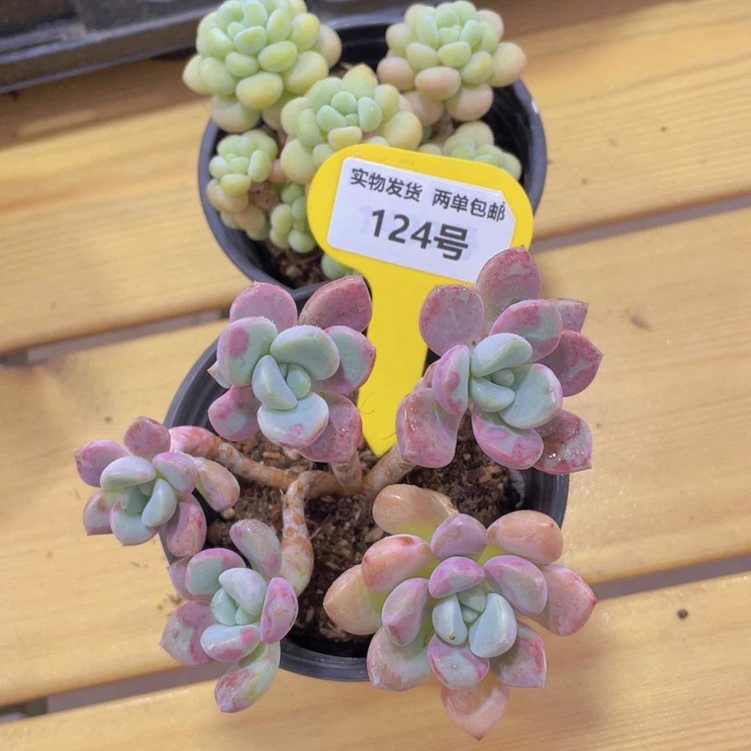 124号 老桩洛可可加老桩白鹭