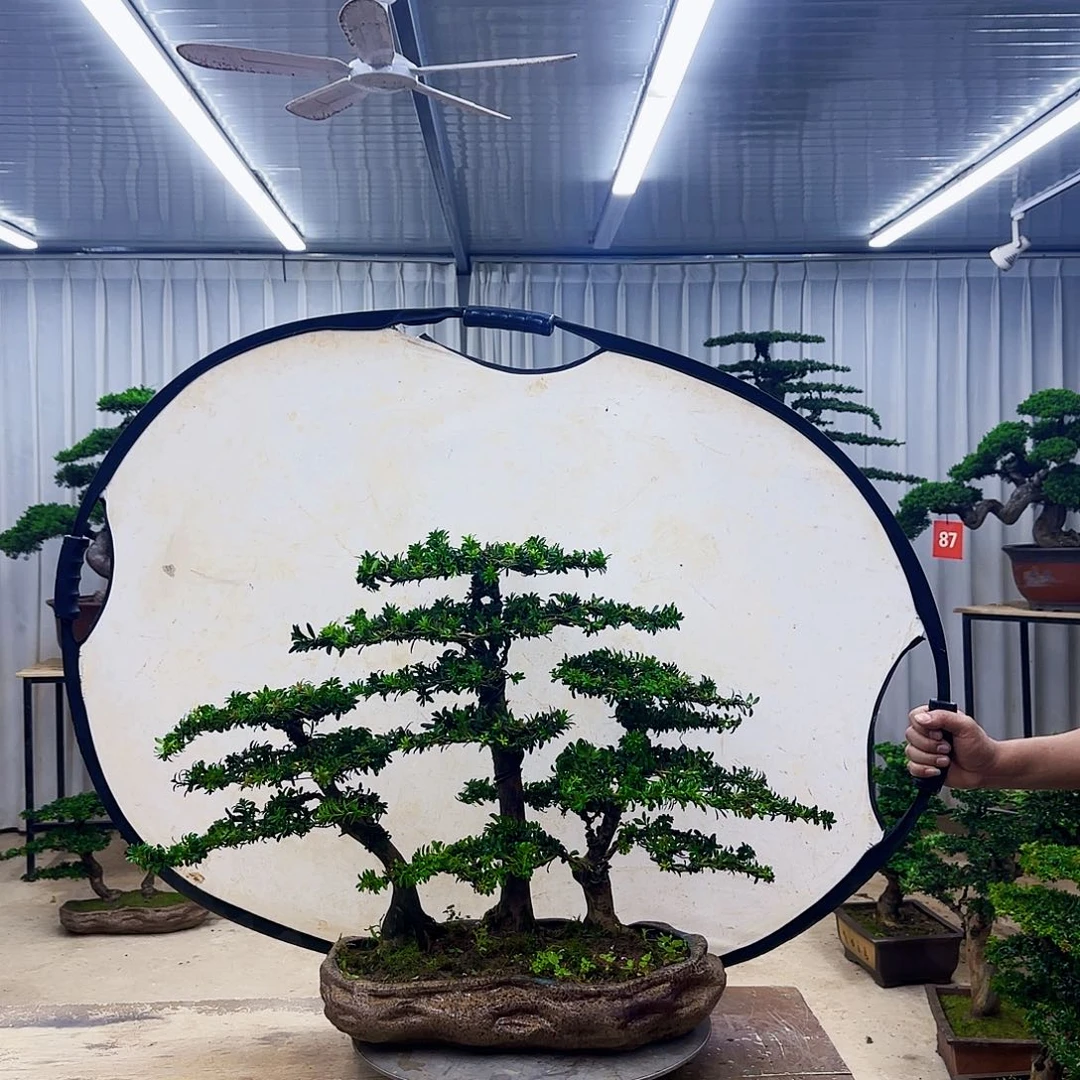 无花朵罗汉松基地直发
