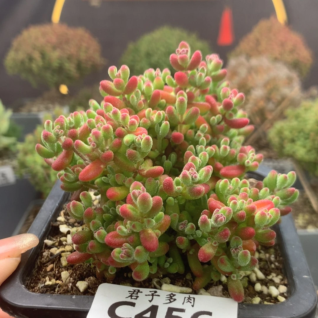 c456红宝石枝干番杏