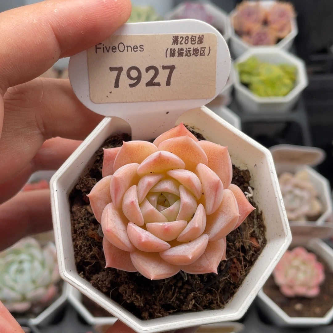 纯爱7927-5.0厘米