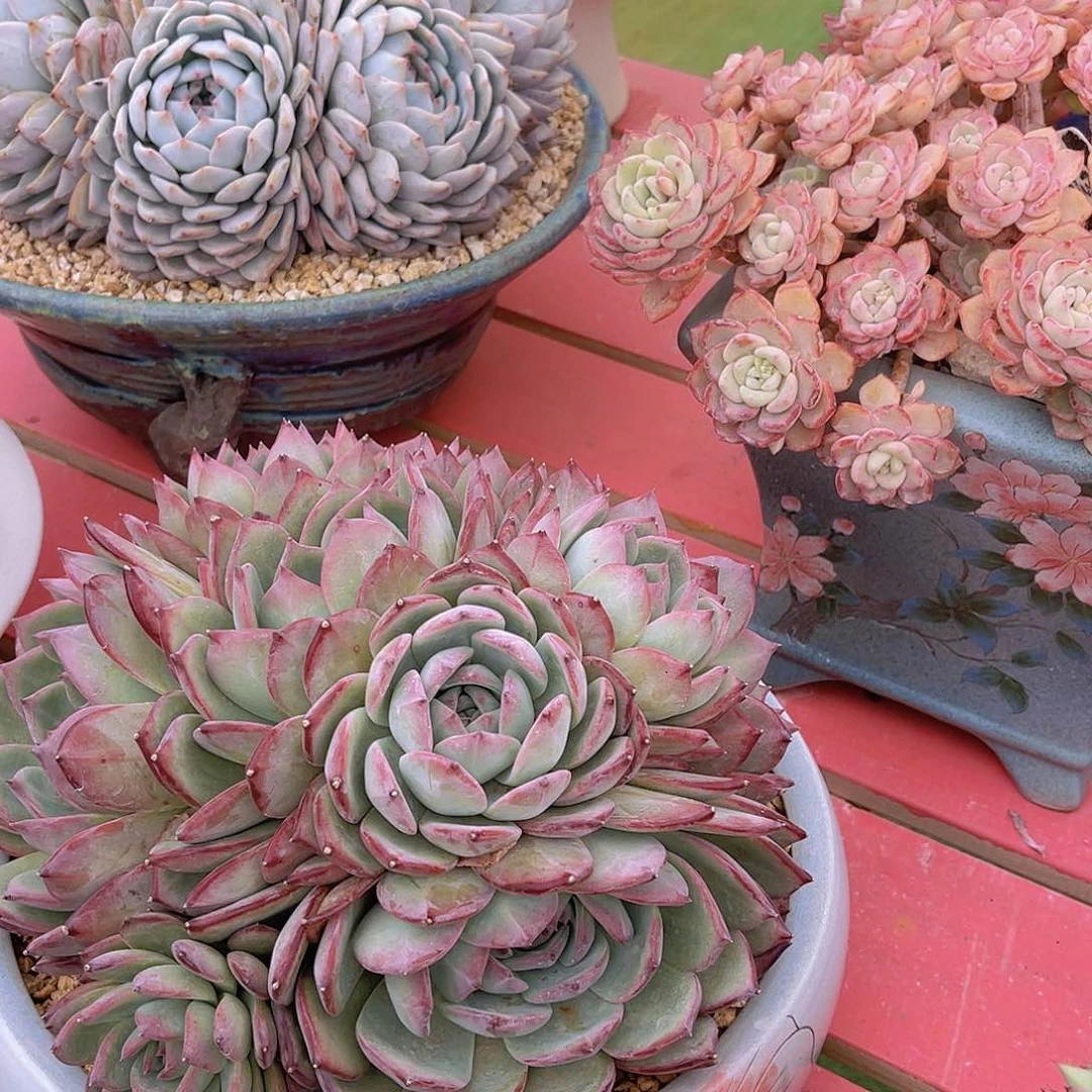 ㊗️**多肉红拉糖栋不带盆