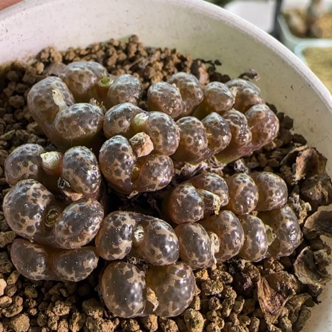 【闪购商品】19839