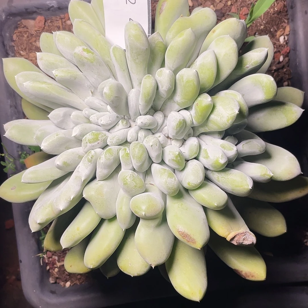 拇指缀化老桩5243