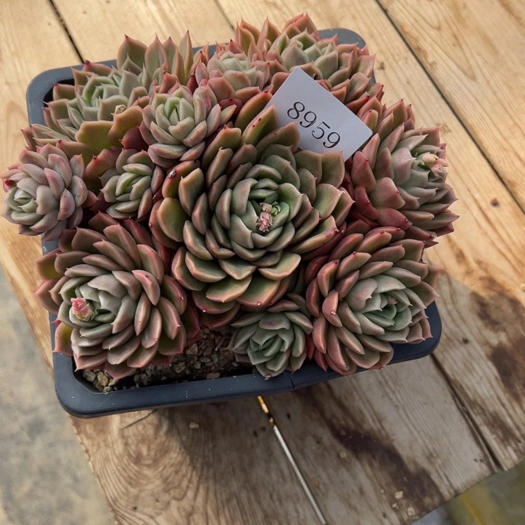 微*8959多肉多多发点方法