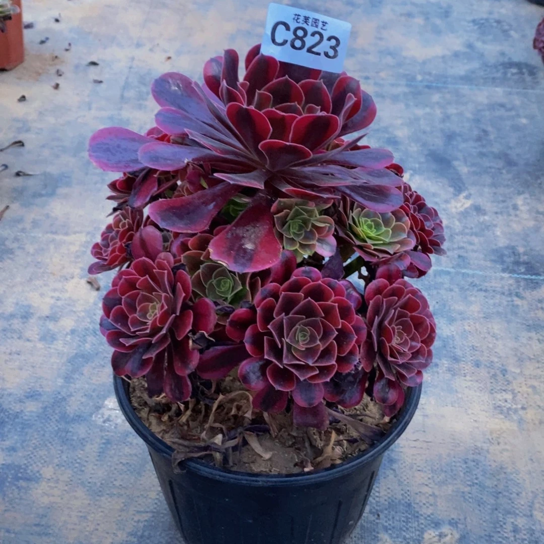 萍***安美杜莎多肉植物82300