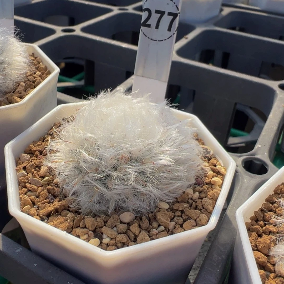 锦***棠277实生根白云高砂多肉植物带盆土