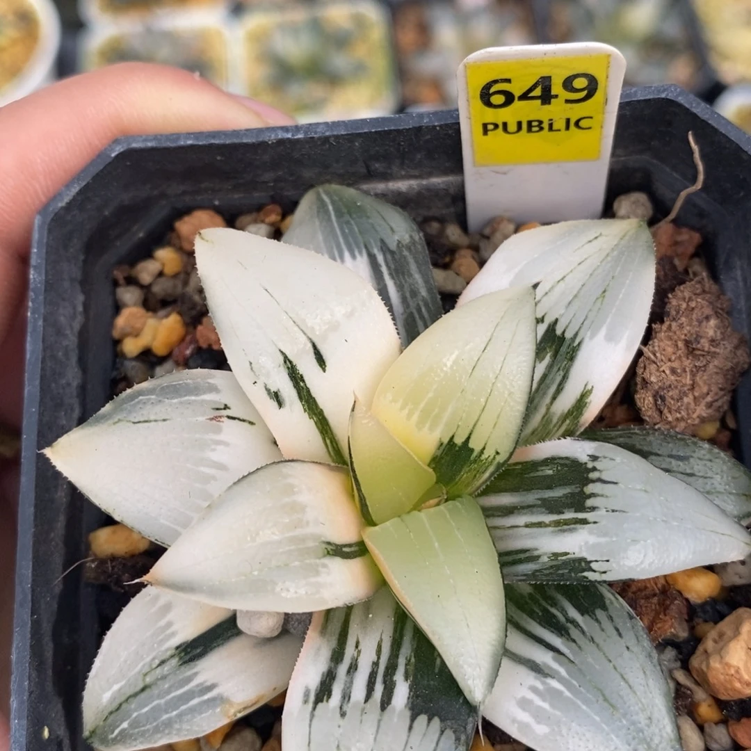 649裹克十二卷多肉植物