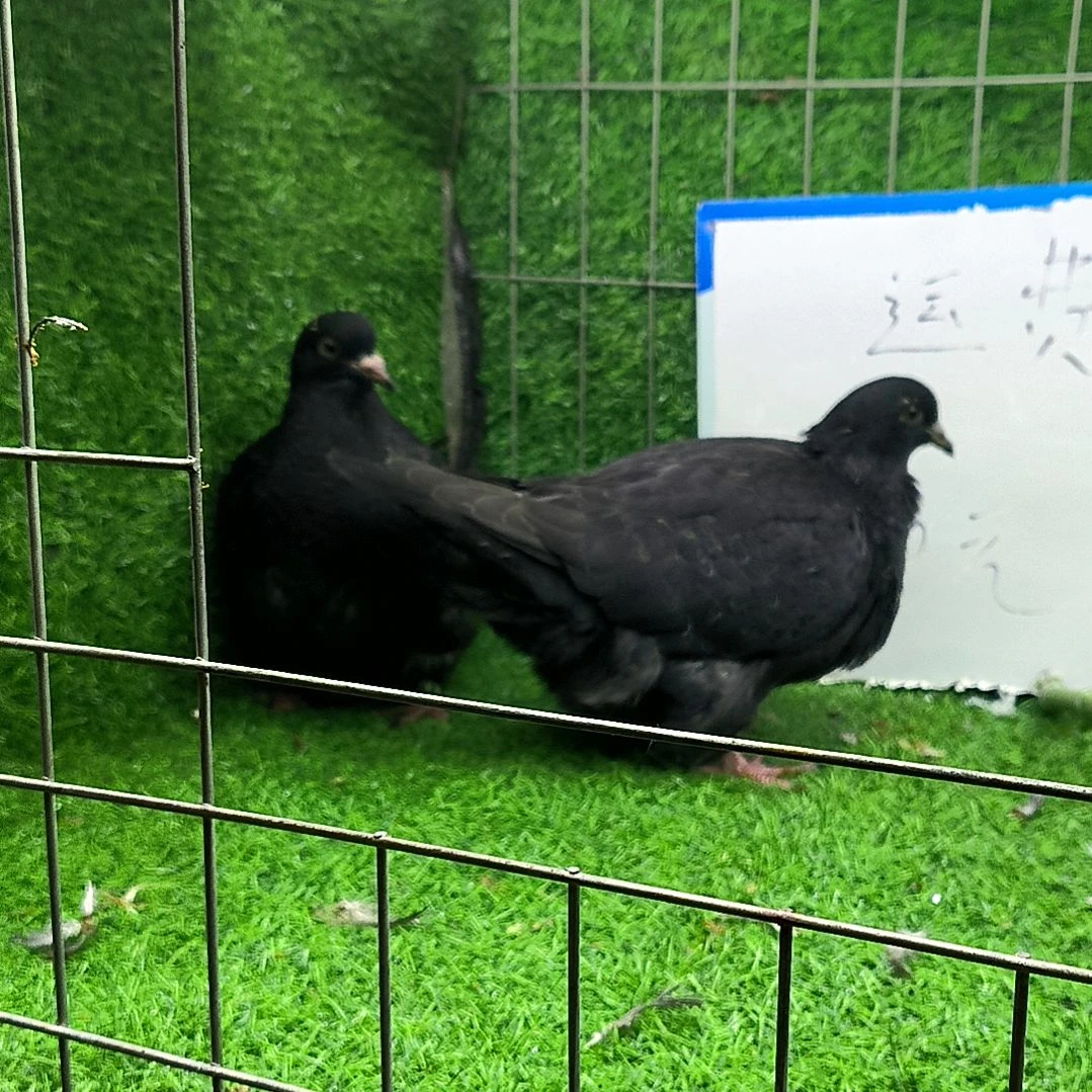 7中国大陆散装黑色梦谭青年一对