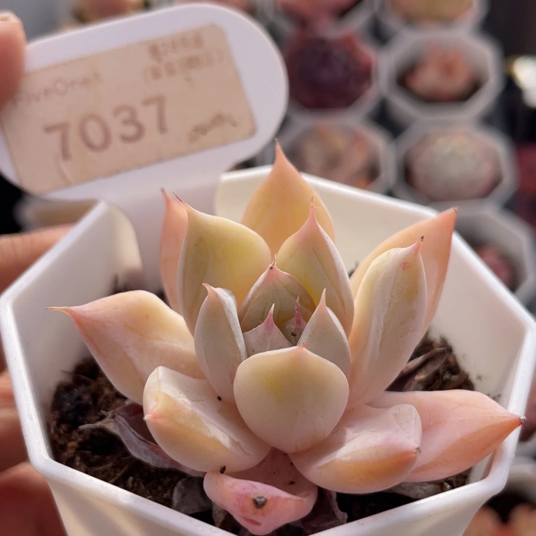 冰川  7037-5.0厘米